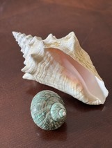 Natural Large Pink Queen Conch Seashell 10” &amp; Blue Green Jade Turbo Shell 4” - $37.12