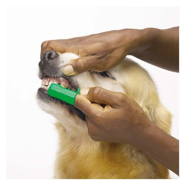 Green Finger Toothbrushes for Dogs and Cats Pet Oral &amp; Dental Care - Bul... - $6.82
