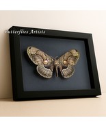 Real Owl Moth Large Brahmaea Wallichii Framed Entomology Collectible Shadowbox - $92.99