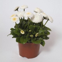 Bellis Seeds Bellis Perennis White English Daisy Flower Seed 5000 Seeds USA Fast - $16.53