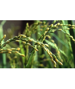 800 Seeds Brown Basmati Rice Seeds - Grow Your Own International ship - £17.52 GBP