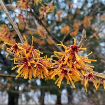 SEPTH Hamamelis Rochester Witch Hazel Live Plant 18 Inch Tall Ships Bare... - $69.74