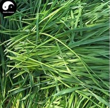 Ryegrass Grass Semente 1000pcs Plant Evergreen Forage Grass Ryegrass - $149.79 MXN