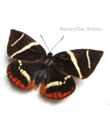 Rare Giant Sun Moth Castnia Xanthocastnia Evalthe Framed Entomology Shad... - $119.00