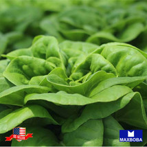 Lettuce Seeds Butterhead Buttercrunch Organic Heirloom Vegetable Nongmo Garden U - £3.57 GBP