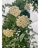 Hoya Krohniana &#39;Light&#39; Splash in a 4-inch pot. Known for its spade-shape... - $34.17 CAD