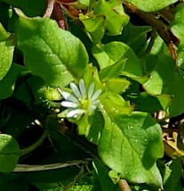 100 Seeds Organic Chickweed Grow Quick Heirloom Seeds Stunning Gardens - $8.35