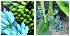 SMALL ROOTED STARTER PLANT--Musa-ICE CREAM (BLUE JAVA)- Live Banana Tree- - £50.23 GBP