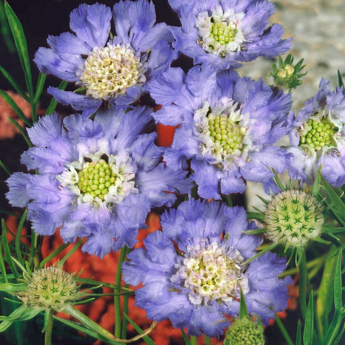 Primary image for 15 Fresh Seeds Scabiosa Caucasica Perfection Blue