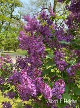 Syringa vulgaris &#39;Albert F. Holden&#39; Lilac - Live Plant - 1 Gallon Pot - $55.00
