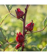Roselle 15 - 100 Seeds Hibiscus Asian Sour Leaf Red Cranberry Jam Herbs - $2.21+