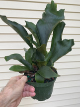 14 inch+ tall Staghorn Fern in a 6 inch pot! Beautiful plant!  - £19.94 GBP