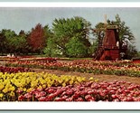 Windmill and Tulip Field Tulip Time Holland Michigan MI UNP Chrome Postc... - $2.92