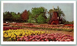 Windmill and Tulip Field Tulip Time Holland Michigan MI UNP Chrome Postcard F14 - £2.30 GBP