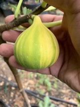 1 liter container Panache Tiger Fig Plant - Ficus carica variegated Sweet - $42.00