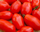 Napoli  Tomato Seeds 50 Seeds Non-Gmo Fast Shipping - $7.99