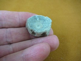 (F328-4) 1&quot; fossil Shark vertebrae bone disk bony segment vert vertebrat... - $8.59
