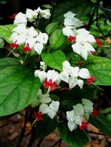 25 White Red Bleeding Heart Seeds Flowers Perennial Flower Seed Beautiful Garden - £8.85 GBP