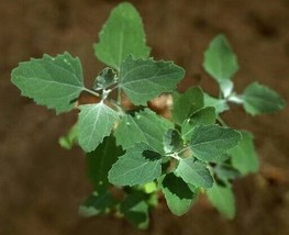 HSeeds 400 + Lambs Quarter Seeds/ Goosefoot, Wild Spinach, Organic Crop Of 2023 - $3.69