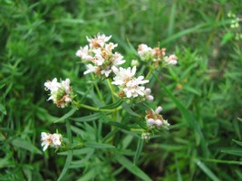 Mint Mountain Mint Wild Herb Shade Sun 1200 Seeds Fresh USA Fast Shipping - $8.99