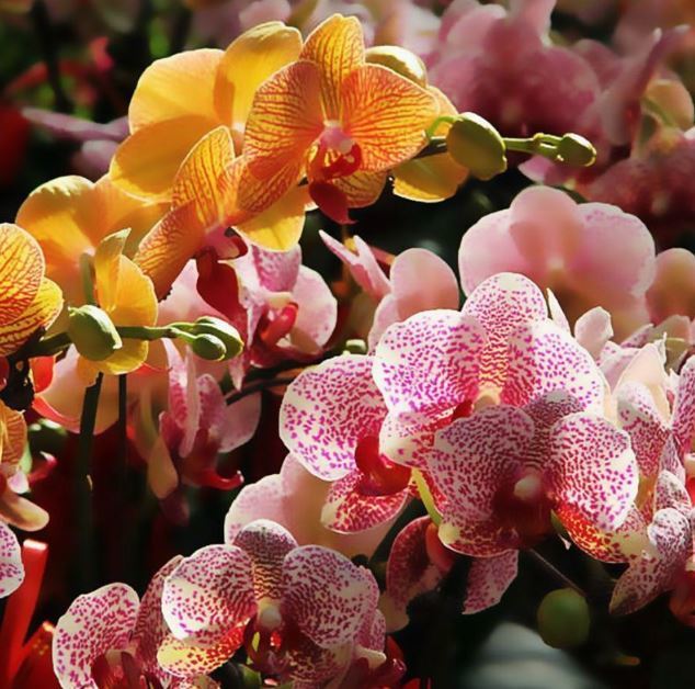 Primary image for 1 Pack 100 Phalaenopsis Seeds Moth Orchid Seed - Garden Flower