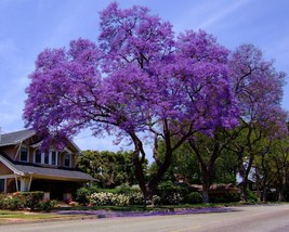 Blue Jacaranda Tree Seeds - £7.18 GBP