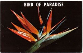Nature Postcard Bird Of Paradise Flower South Africa - £1.12 GBP