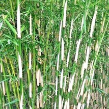 10 Fargesia Nonrunning Bamboo Seeds Fargesia Robusta New Fresh Garden - $12.30