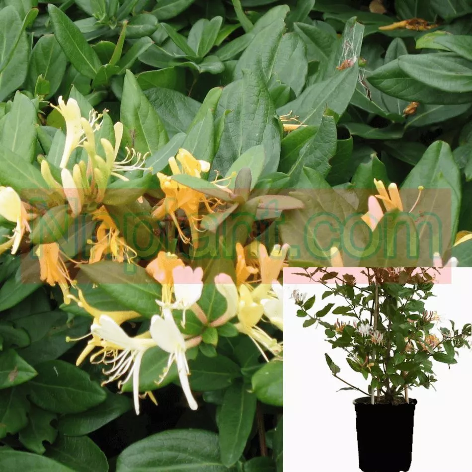 Lonicera Japanese Halliana 1Gallon Hall Honeysuckle Japanese Live Plant - £24.50 GBP