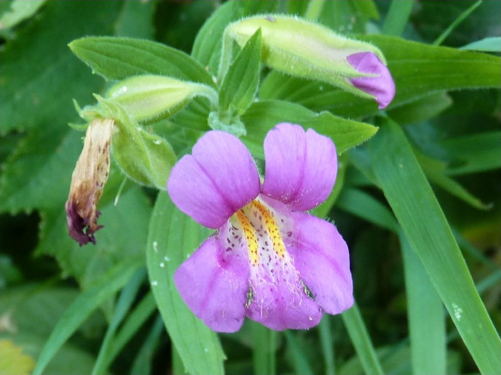 Purple monkey flower 50+ fresh seeds mimulus ringens
