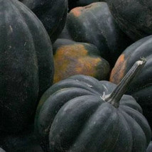 Ship From Us 8 G ~40 Seeds - Table Queen Acorn Winter Squash - NON-GMO, TM11 - £13.14 GBP
