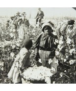 1913 Stereo Photo African American Picking Cotton Mississippi Plantation - $71.53