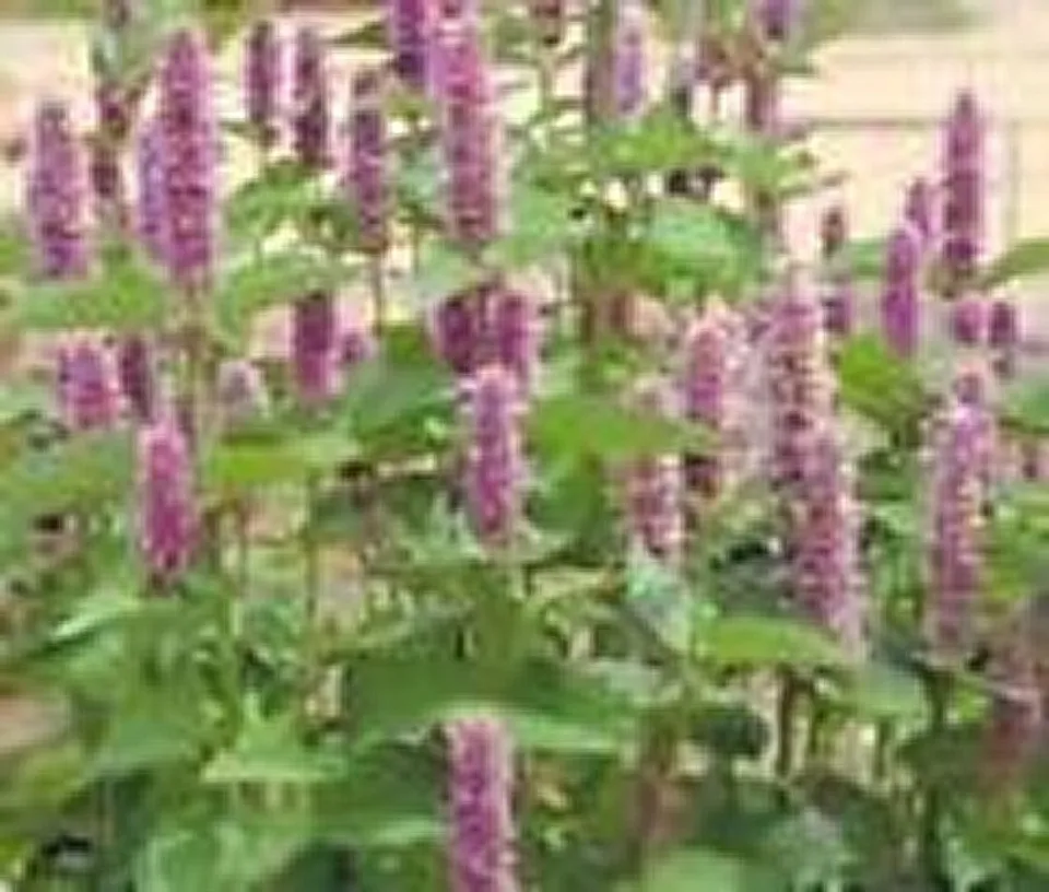 Flower Hyssop Lavender Agastache 50 Seeds - £7.68 GBP