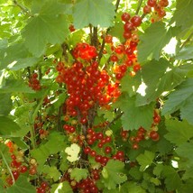 US Seller 50 Red Lake Currant Seeds - £15.09 GBP