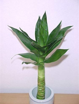 50 pcs Lucky Bamboo Choose Potted Bonsai Variety Complete Dracaena Plant The Bud - £3.82 GBP