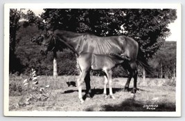 Beautiful Horse &amp; Foal Stowe VT Ruperts Family RPPC Stafford Photo Postcard W26 - £15.69 GBP