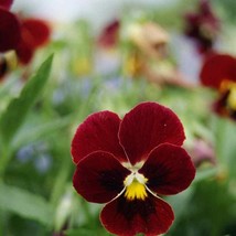 New Fresh Seeds Viola Seed Arkwright Ruby Viola Flower Seeds 2000 Seeds - £13.89 GBP