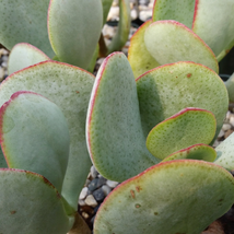 cactus Crassula arborescens Cacti Succulent real live plant - £25.97 GBP
