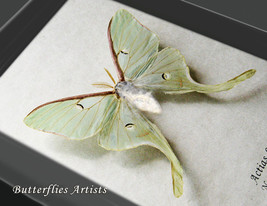 Real North American Moon Moth Actias Luna Female XL Moth Museum Quality Display - £79.61 GBP