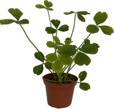 Oxalis Shamrock Giant Tree Easy To Grows Indoors Or Outdoors-live Plant 2.5in Po - £25.04 GBP