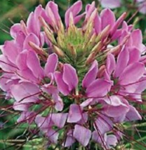 50 Pc Seeds Giant Pink Queen Cleome Flower Plant, Cleome Seeds for Planting | RK - £11.51 GBP