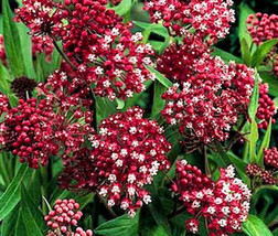 Butterfly Weed Rose Asclepias Incarnata  20 Seeds From US - £8.72 GBP