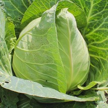 200 Heirloom Cabbage Early Jersey Wakefield Seeds Organic Fall Gardening Fresh S - $14.00