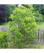 Bayberry Shrub Bush Hedge 8-12 Inch Tall Seedling Live Plant 4 Inch Pot ... - $103.97
