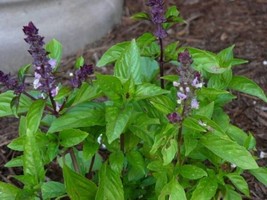 100 Seeds Basil Ocimum Basilicum Cinnamon Heirloom Seeds Speedy Growth Lush Outc - £6.44 GBP