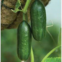 AD 25 Seeds Zeina Cucumbers ing Edible Food Canning Pickling Home Garden - $18.02 CAD