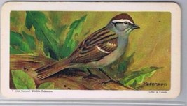 Brooke Bond Red Rose Tea Card #45 Chipping Sparrow Canadian American Son... - $0.98
