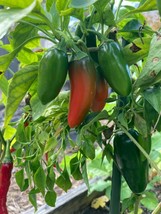 Item image 1 image 1
