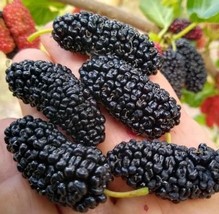 Dwarf Everbearing Mulberry 6 to 12 inches Live Starter Plant - £17.20 GBP