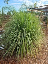 12 Fresh Lemongrass Bulbs for Growing Cymbopogon - Sereh - Organic Medic... - £19.44 GBP